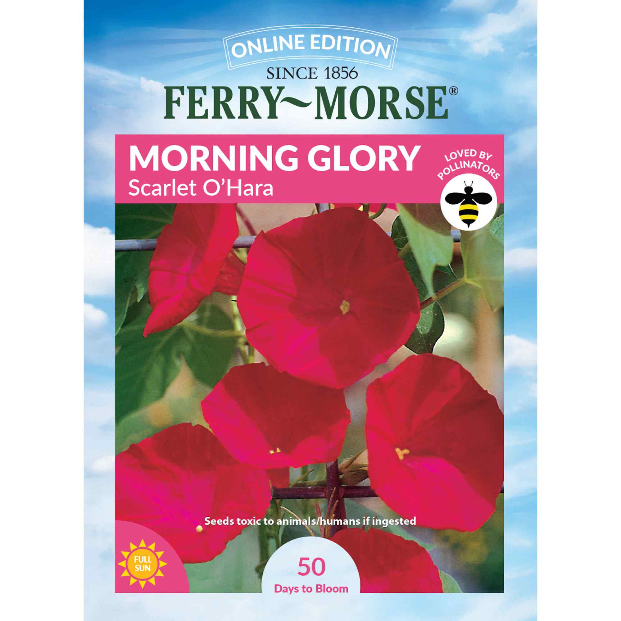 Morning Glory scarlet o hara front of packaging